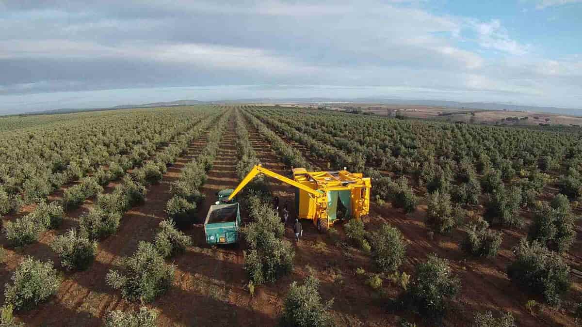 la plus grande exploitation agricole d’oliviers en Algérie