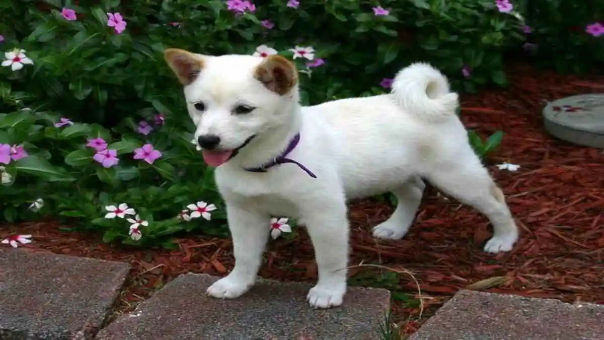 Chiot Shiba Inu